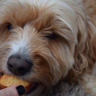 Teddy's-Pupcakes-recipe-lucyloves-foodblog