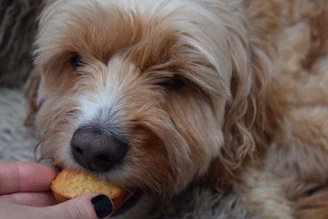 Teddy's-Pupcakes-recipe-lucyloves-foodblog