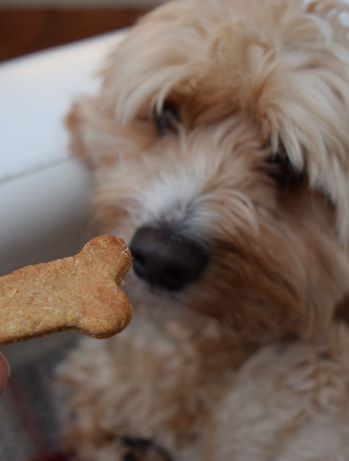 Teddys-dog-treats-lucyloves-foodblog